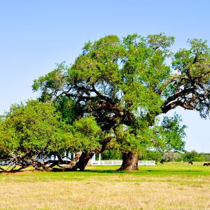 Famous Trees of Texas - The Republic